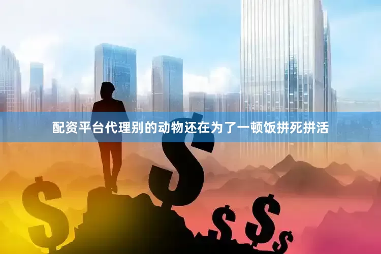 配资平台代理别的动物还在为了一顿饭拼死拼活